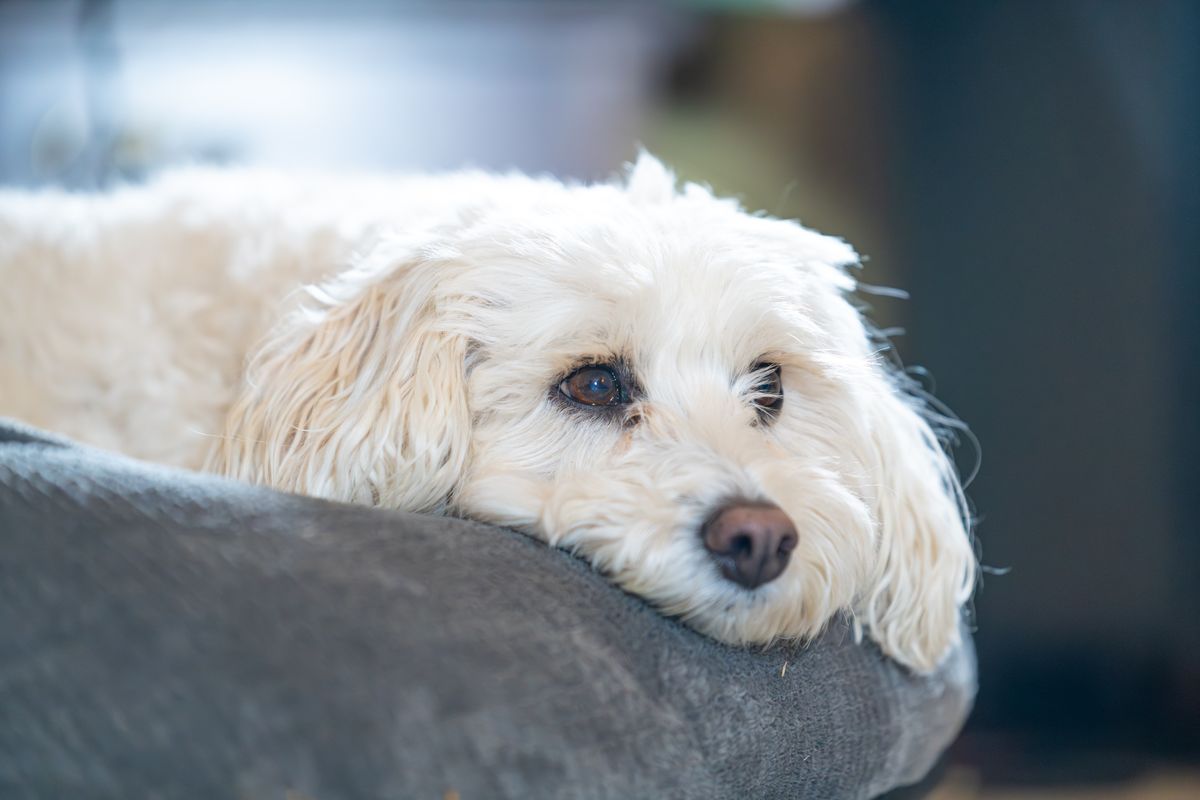 A white dog resting comfortably at home